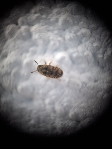Scarabeo della corteccia Scolytina — Bild 4