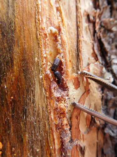 Scarabeo della corteccia — Bild 4