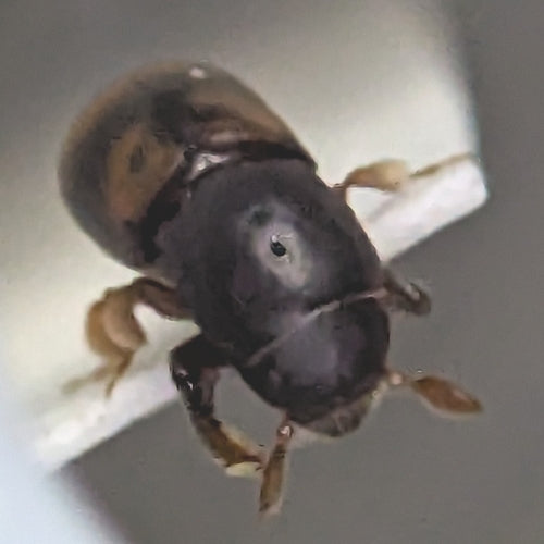Scarabeo della corteccia — Bild 3