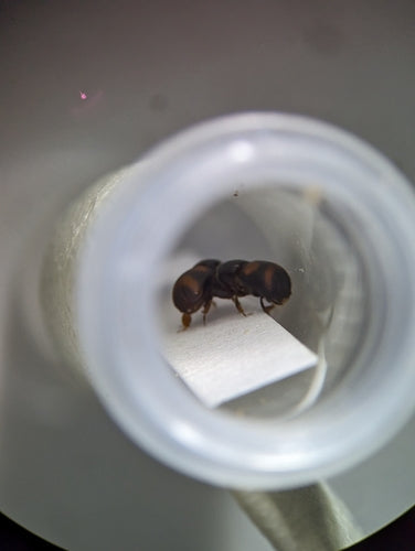 Scarabeo della corteccia — Bild 2
