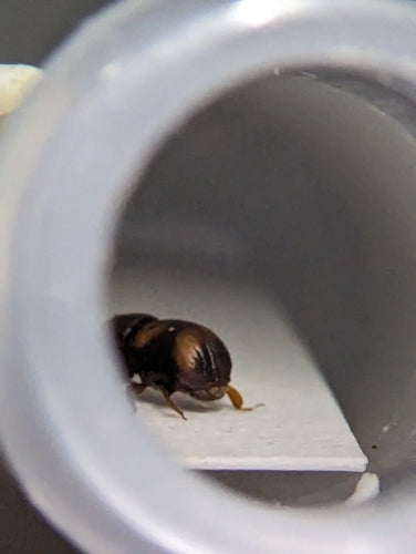 Scarabeo della corteccia — Bild 1