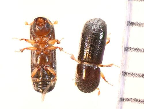 Scarabeo della corteccia — foto 2 di 50
