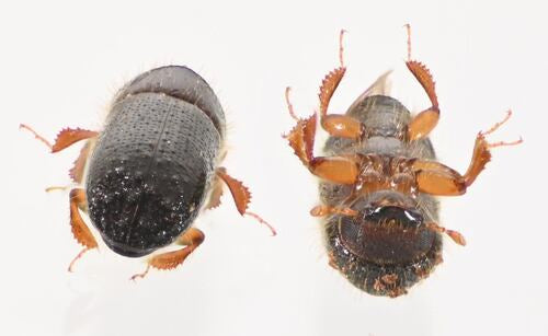 Scarabeo della corteccia — foto 1 di 50