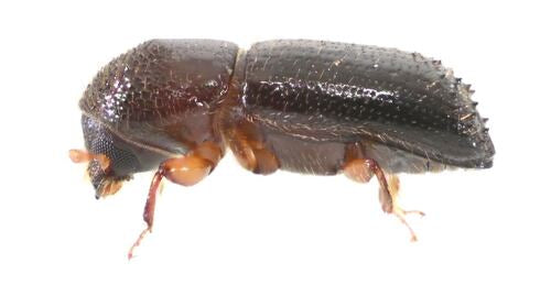 Scarabeo della corteccia — foto 3 di 50