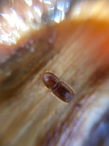 Scarabeo della corteccia — foto 4 di 50