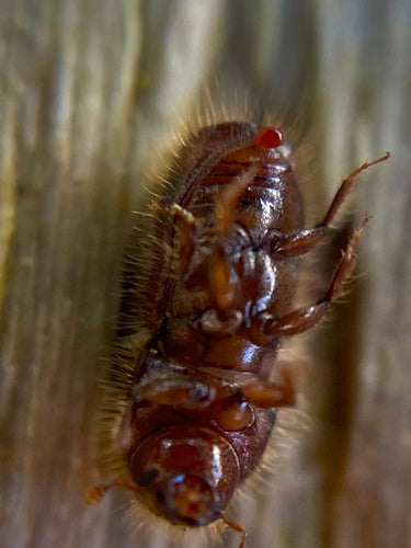 Scarabeo della corteccia — foto 5 di 50