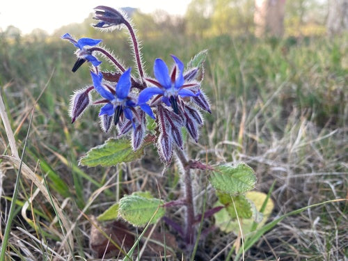 Borragine — Bild 4