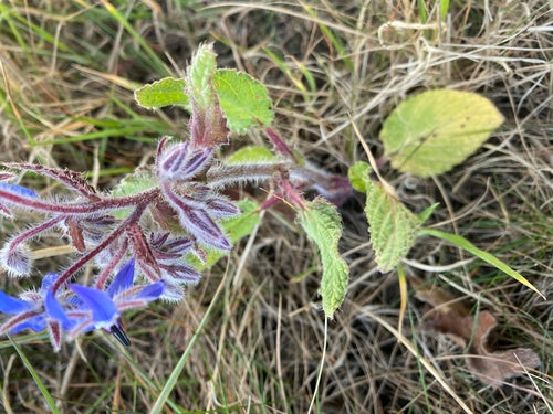 Borragine — Bild 2