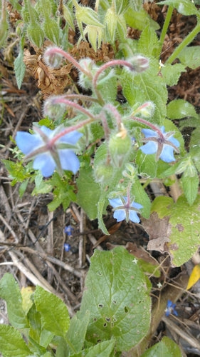 Borragine — Bild 5