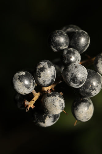 Botrytis (muffa grigia) — Bild 1