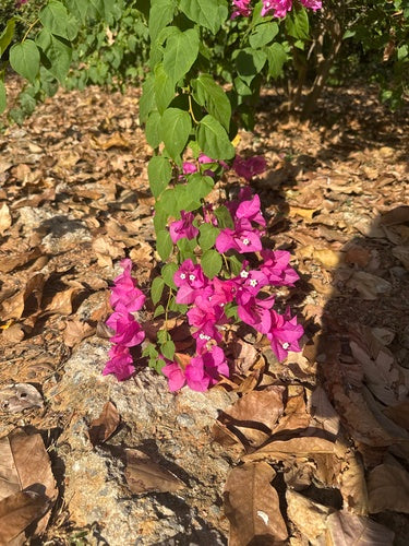Bouganville — Bild 4