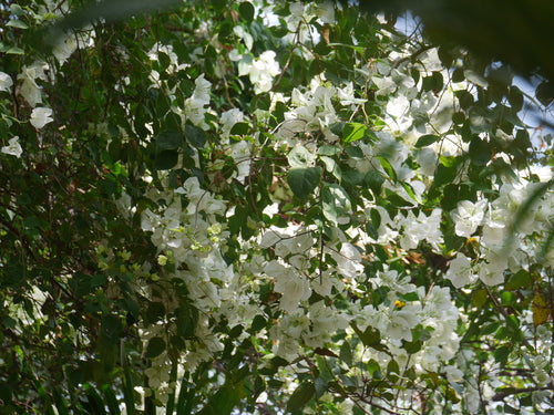 Bouganville — Bild 5