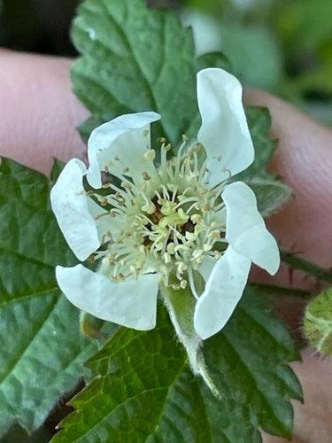 Boysenberry — Bild 5