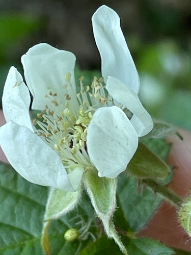 Boysenberry — Bild 4