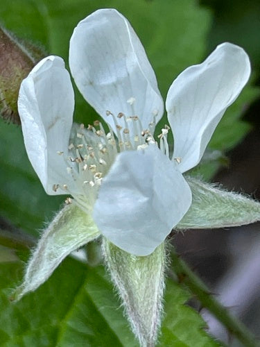 Boysenberry — Bild 3
