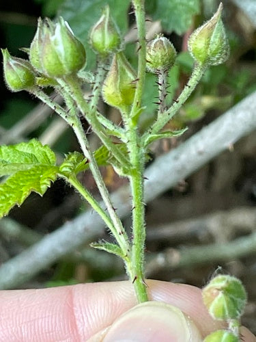 Boysenberry — Bild 2