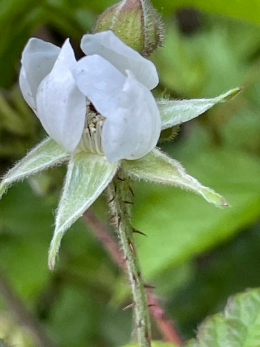 Boysenberry — Bild 1