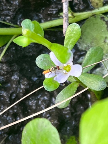 Brahmi — foto 5 di 8