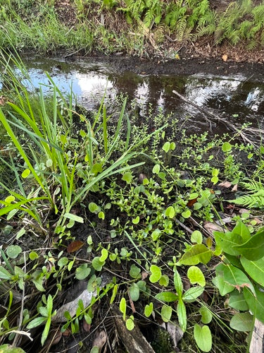 Brahmi — foto 4 di 8