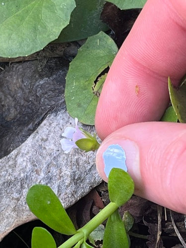 Brahmi — foto 3 di 8