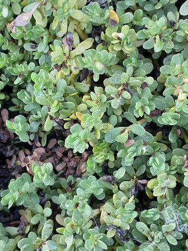 Brahmi — foto 2 di 8