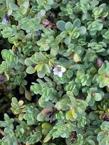Brahmi — foto 1 di 8