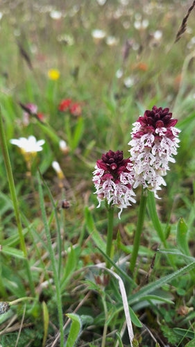Orchidea bruciata — Bild 5