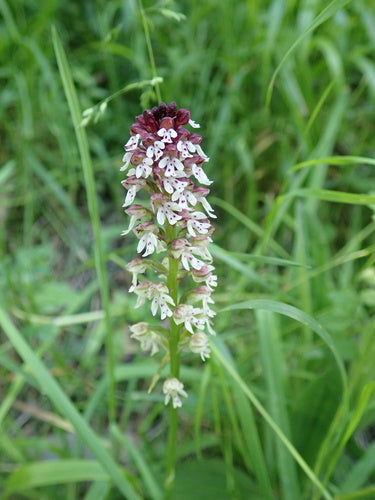 Orchidea bruciata — Bild 4