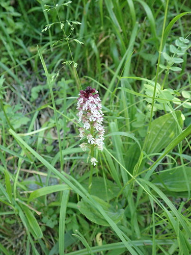 Orchidea bruciata — Bild 3