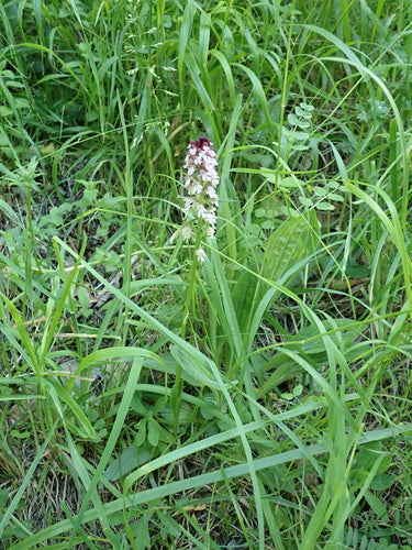 Orchidea bruciata — Bild 2