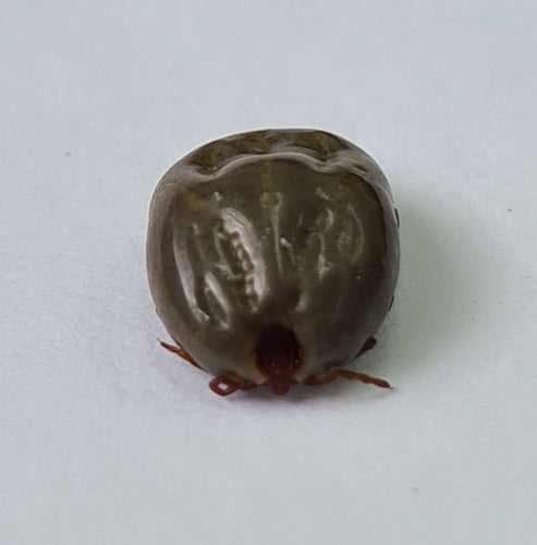 Zecca marrone del cane — foto 5 di 22