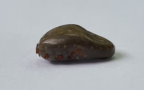 Zecca marrone del cane — foto 2 di 22