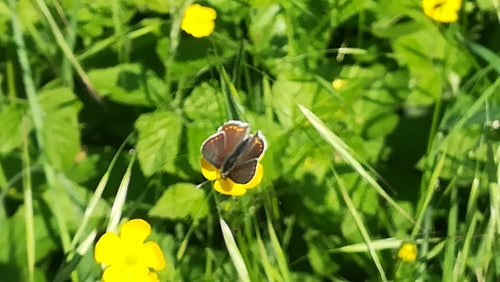 Farfalla di fuoco marrone — Bild 5
