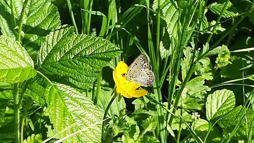 Farfalla di fuoco marrone — Bild 3