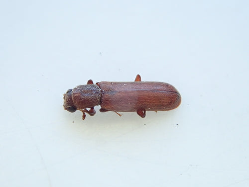 Scarabeo dell'alburno marrone — Bild 2