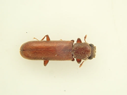 Scarabeo dell'alburno marrone — foto 1 di 17