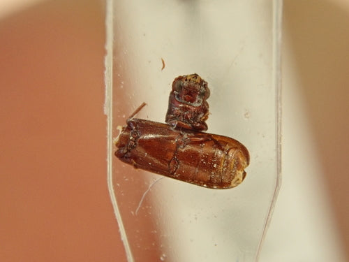 Scarabeo dell'alburno marrone — Bild 5