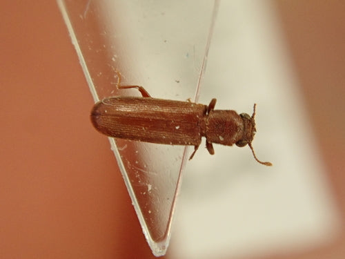 Scarabeo dell'alburno marrone — Bild 3
