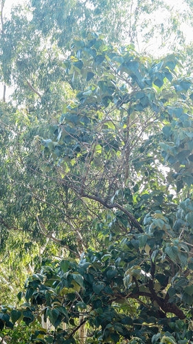 Storno dalla testa bruna — foto 3 di 9
