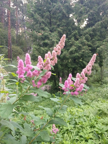 longarone nuziale — foto 5 di 11