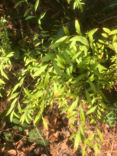 longarone nuziale — Bild 2