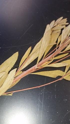 longarone nuziale — Bild 3