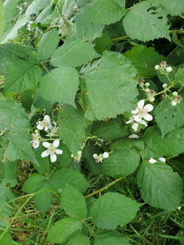 More — Bild 4