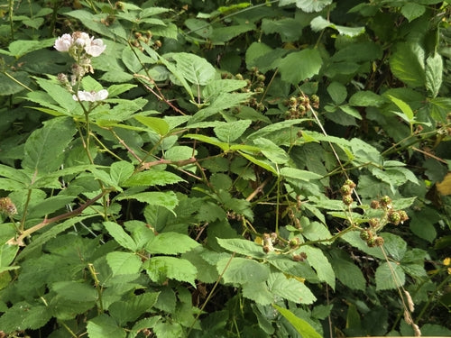 More — Bild 5