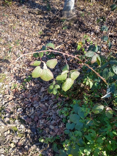 Brombeeren - Bild 1