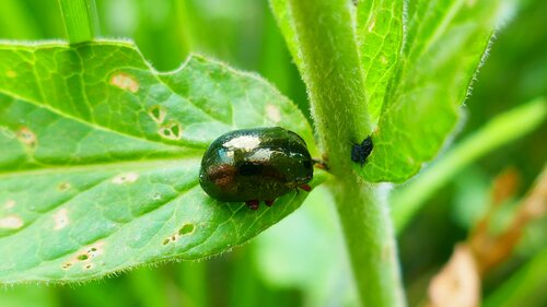 Scarabeo foglia di bronzo — Bild 3