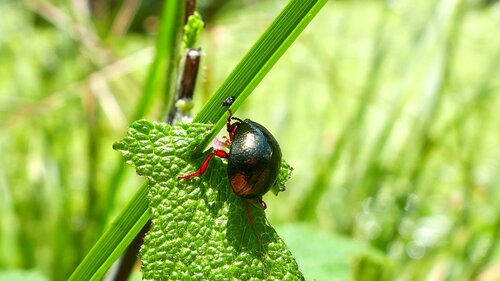 Scarabeo foglia di bronzo — Bild 2