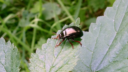 Scarabeo foglia di bronzo — Bild 5