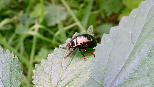 Scarabeo foglia di bronzo — Bild 4