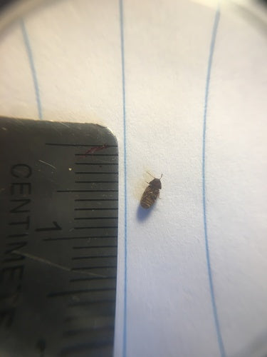 Scarabeo del pane — Bild 4